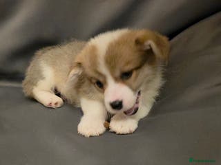 Welsh Corgi Pembroke dogs 33rd Generation RKC Mixed Tail Pembroke Corgi Pups - Advert 15