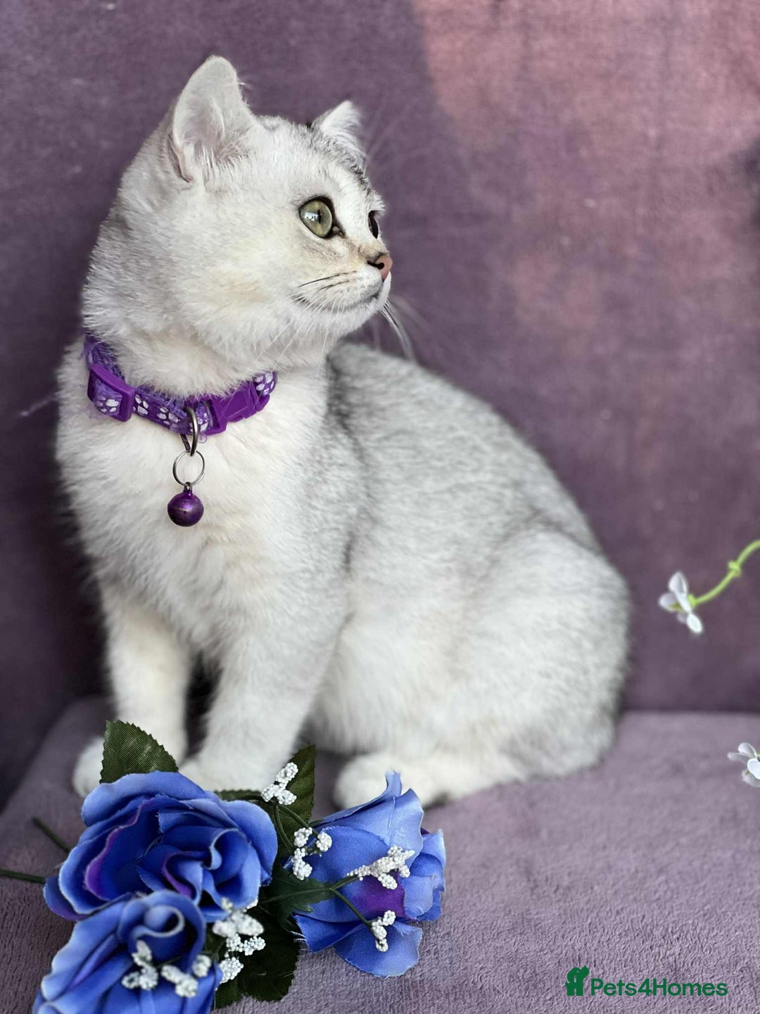British Shorthair cats for sale: OPEN TO OFFERS TICA registered BSH kittens - Image 28