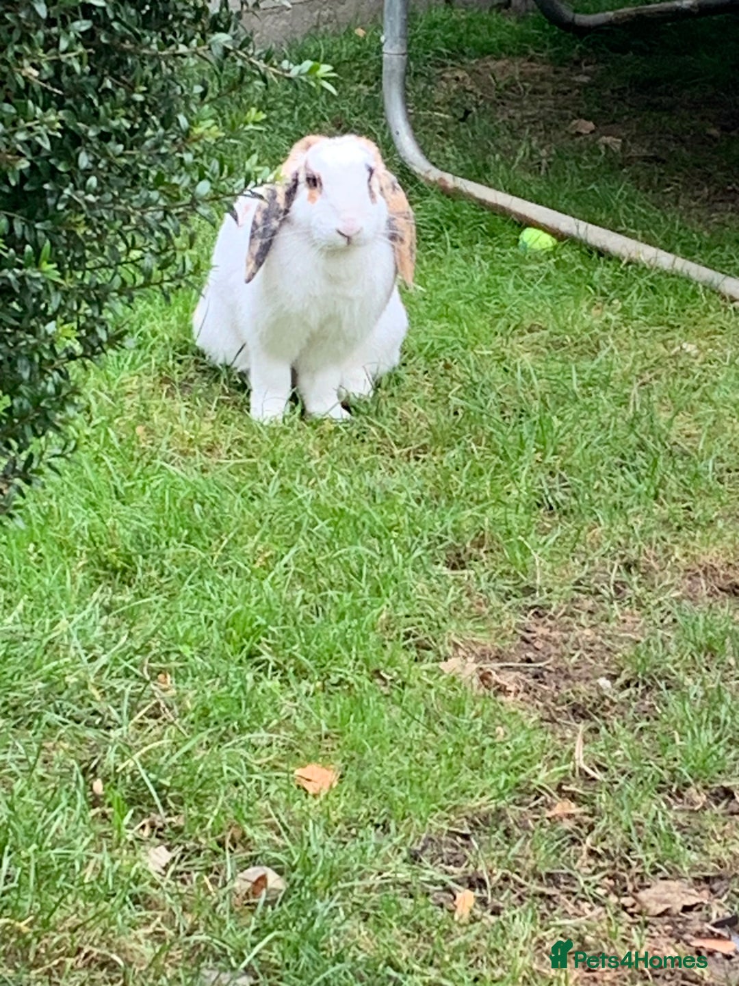 French Lop rabbits for sale: Female rabbit for sale - Image 4