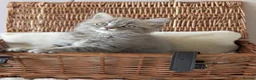 British Shorthair cats for sale: 🐾 Beautiful British Shorthair / Longhair Kittens  - Advert 9