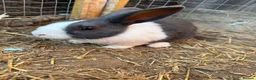 Dutch rabbits for sale: Dutch Rabbit in Great Yarmouth - Advert 4