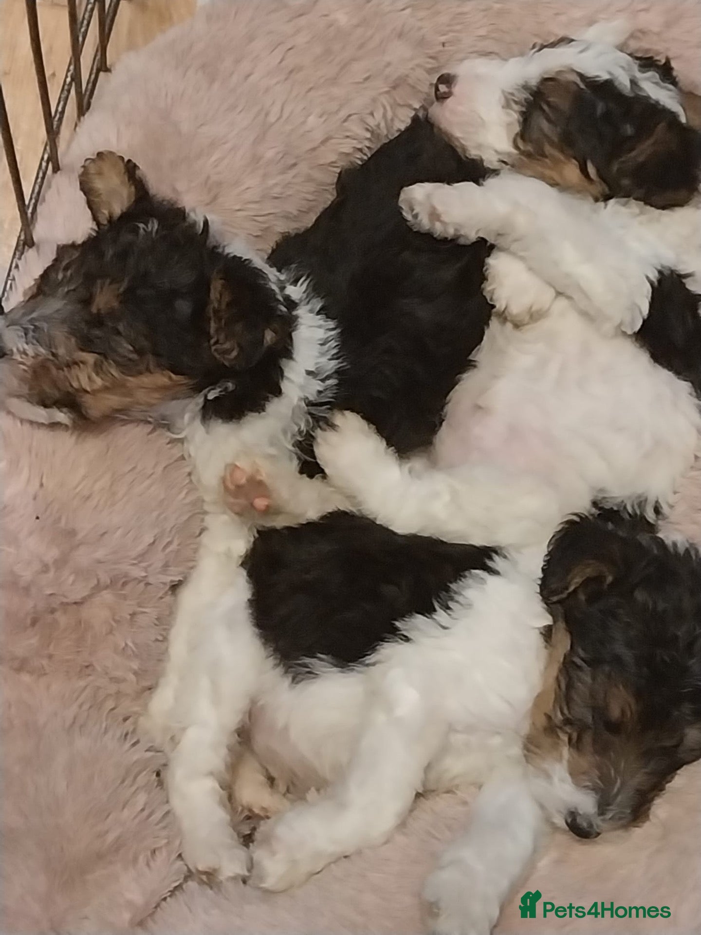 Fox Terrier dogs for sale: stunning fox terrier puppies - Advert 1