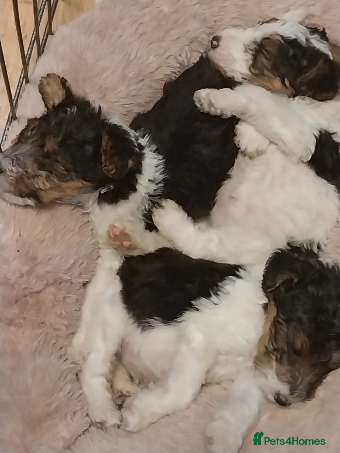 Fox Terrier dogs for sale: stunning fox terrier puppies - Advert 1