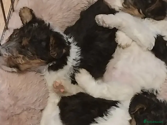 Fox Terrier dogs for sale: stunning fox terrier puppies - Advert 1