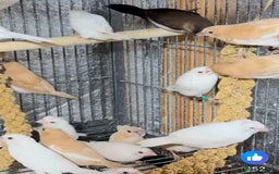 Finches birds for sale: Zebra Finches . - Advert 4