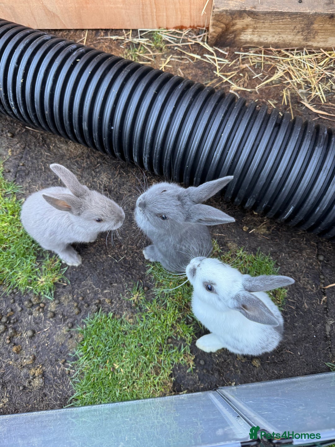Mixed Breed rabbits for sale: mixed breed baby bunnies  - Image 1