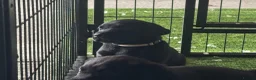 Labrador Retriever dogs for sale: Carefully Planned Labrador Litter in Henley-on-Thames - Advert 10