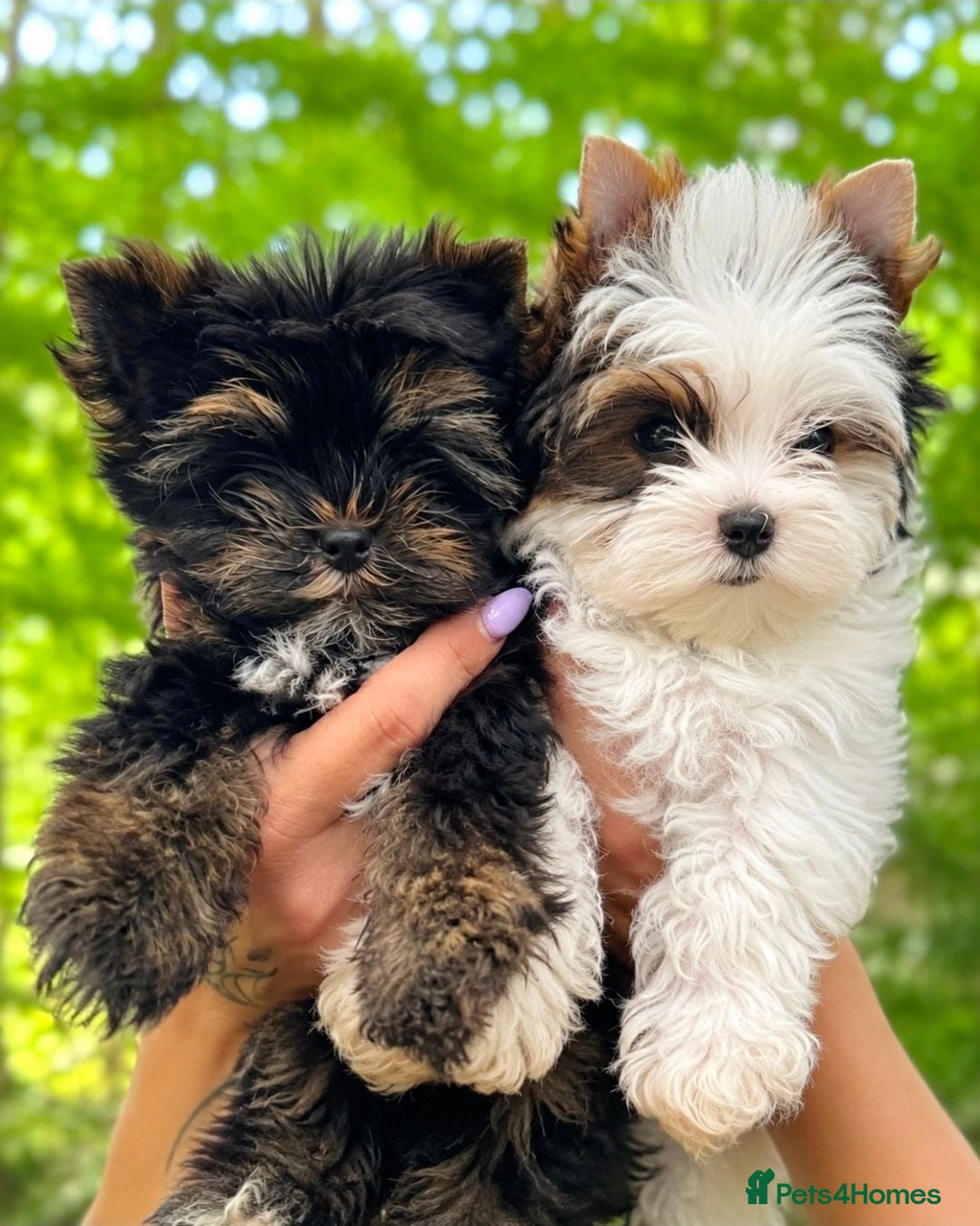 Yorkshire Terrier dogs Last 2 Tiny Yorkshire Terrier Boys – Ready Now - Advert 2