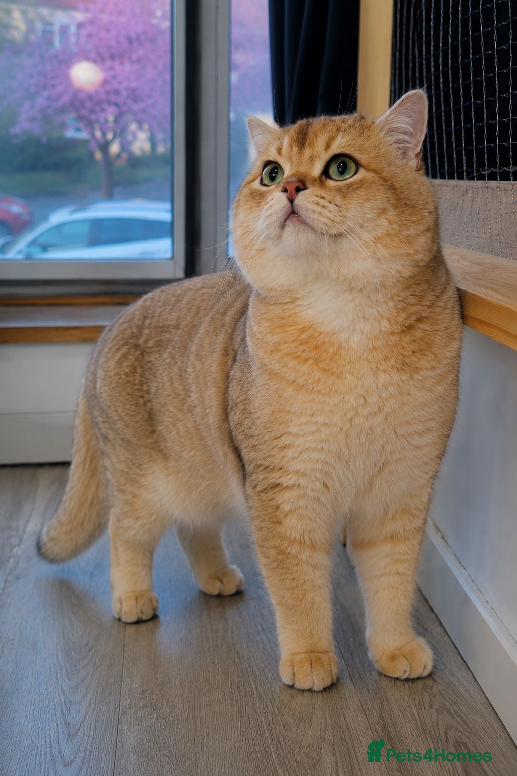 British Shorthair cats NY12⚜️GOLDEN BSH 🏆 TICA and GCCF reg - Advert 2