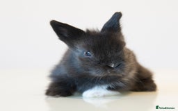 Lionhead rabbits for sale: Quality Double-maned Lionhead Bunnies - Image 6