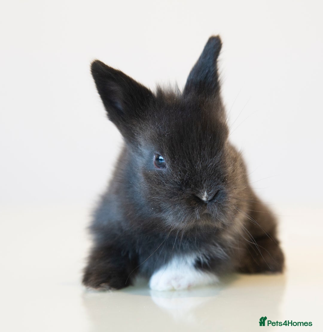 Lionhead rabbits for sale: Quality Double-maned Lionhead Bunnies - Image 6