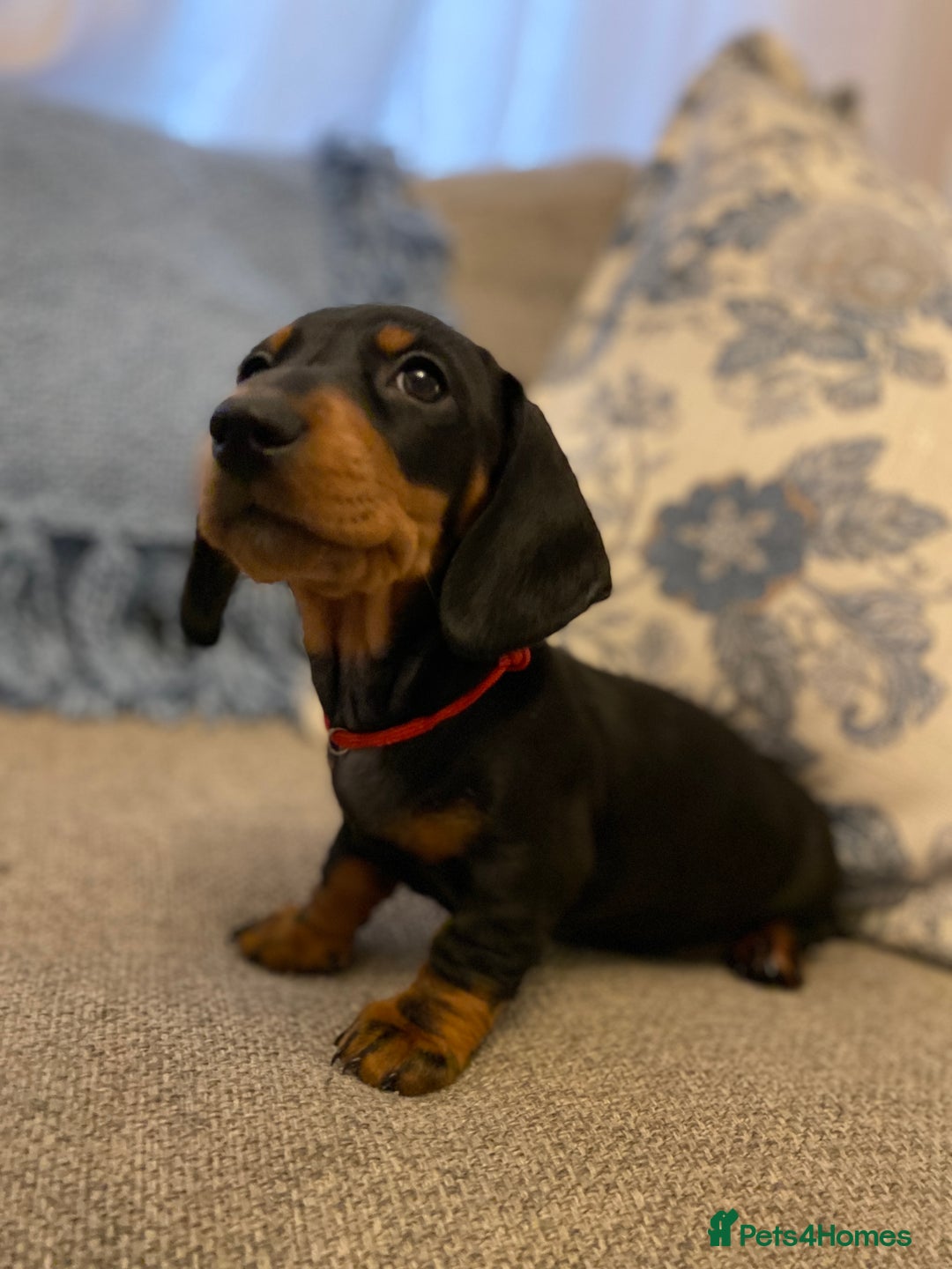 Miniature Dachshund dogs for sale: Beautiful miniature smooth KC reg dachshund  - Advert 1