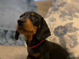 Miniature Dachshund dogs Beautiful miniature smooth KC reg dachshund - Advert 1