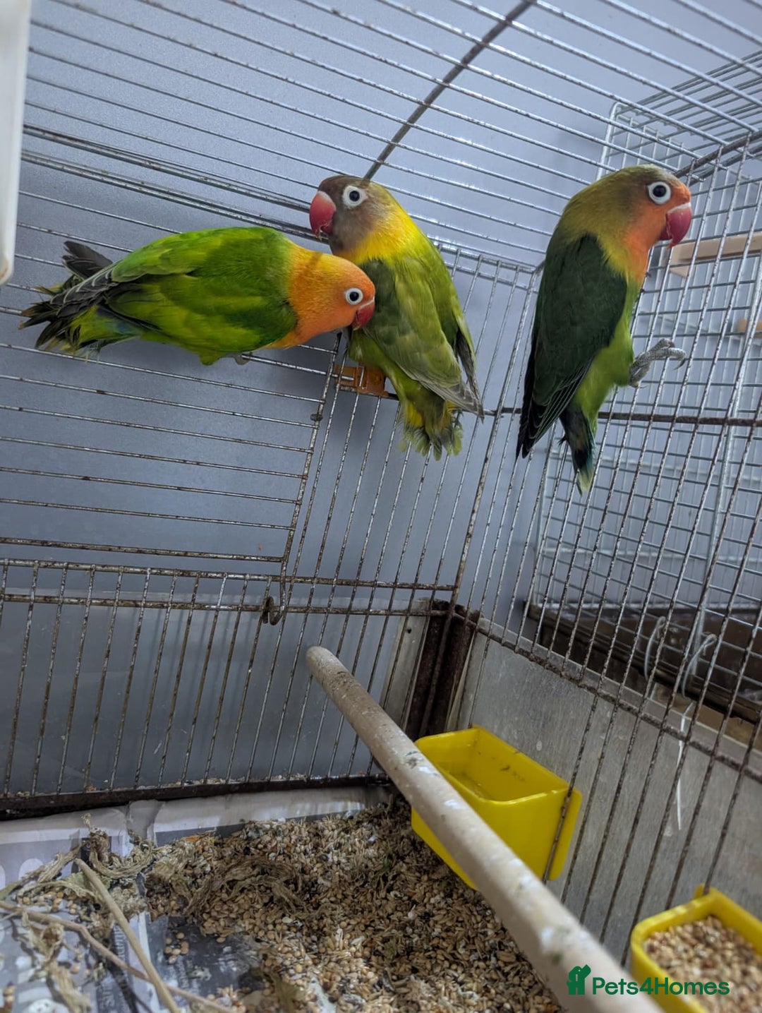 Lovebirds birds for sale: Hand Reared New Born Love Birds - Advert 22