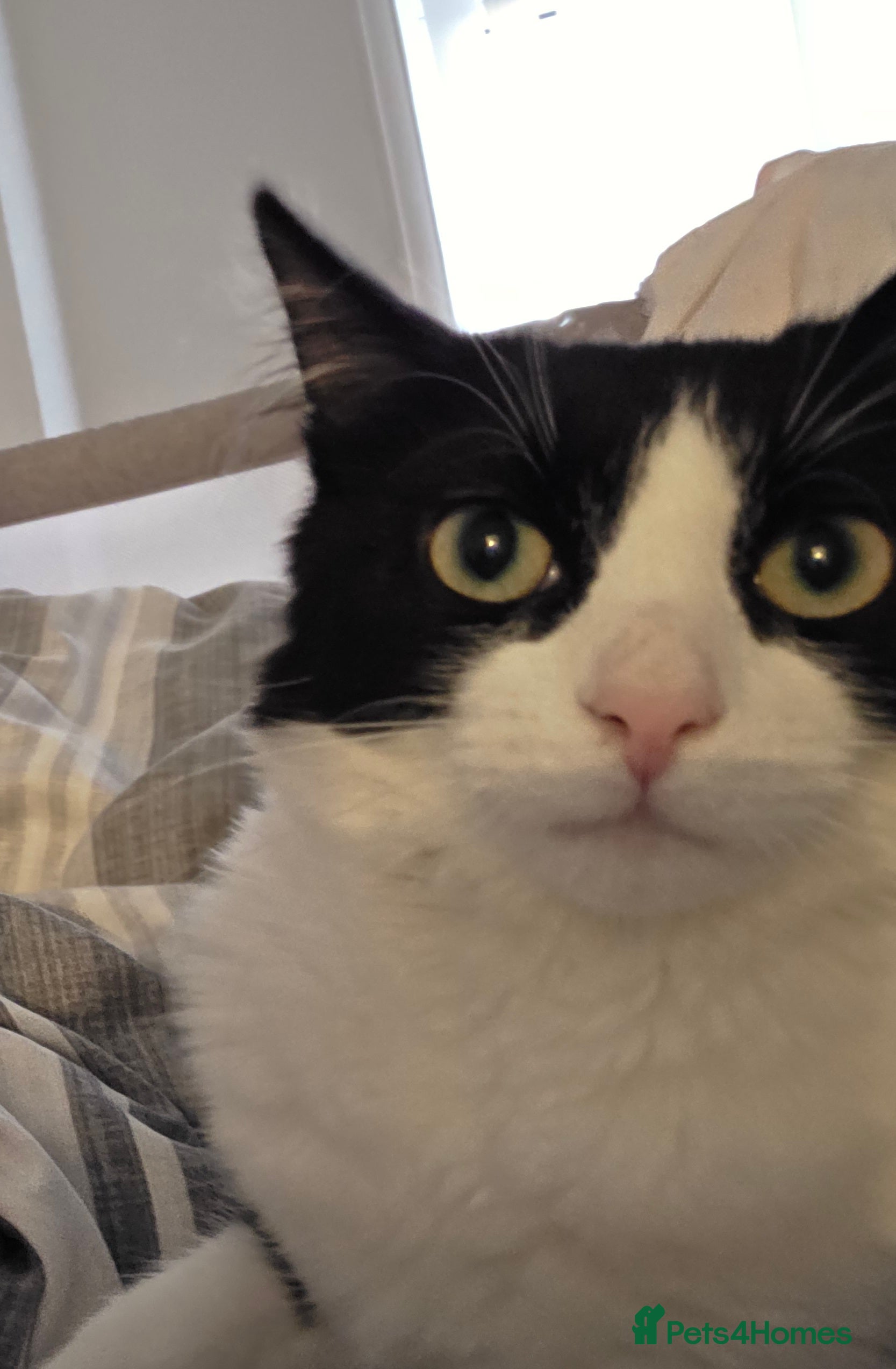 Mixed Breed cats Male cat  in Mansfield - Advert 1