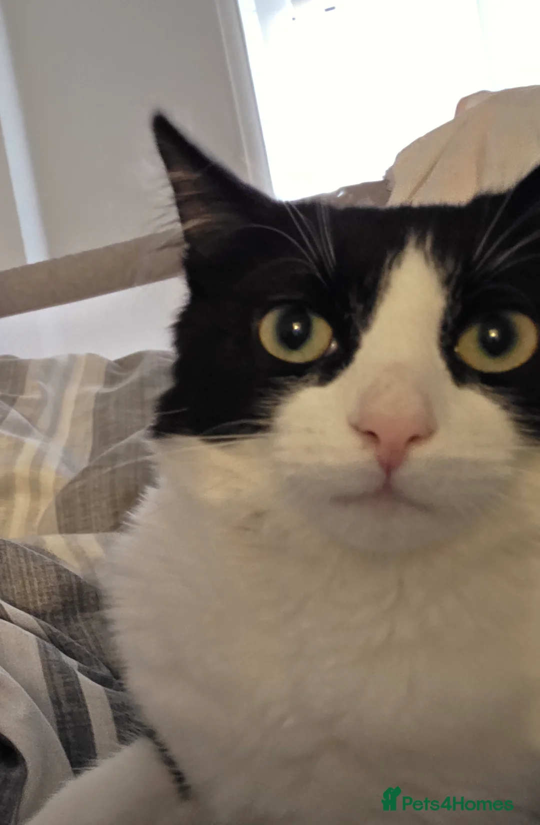 Mixed Breed cats for sale: Male cat  in Mansfield - Advert 1