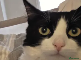 Mixed Breed cats Male cat in Mansfield - Advert 2