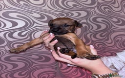 Mixed Breed dogs for sale: Puppy’s available  - Image 11