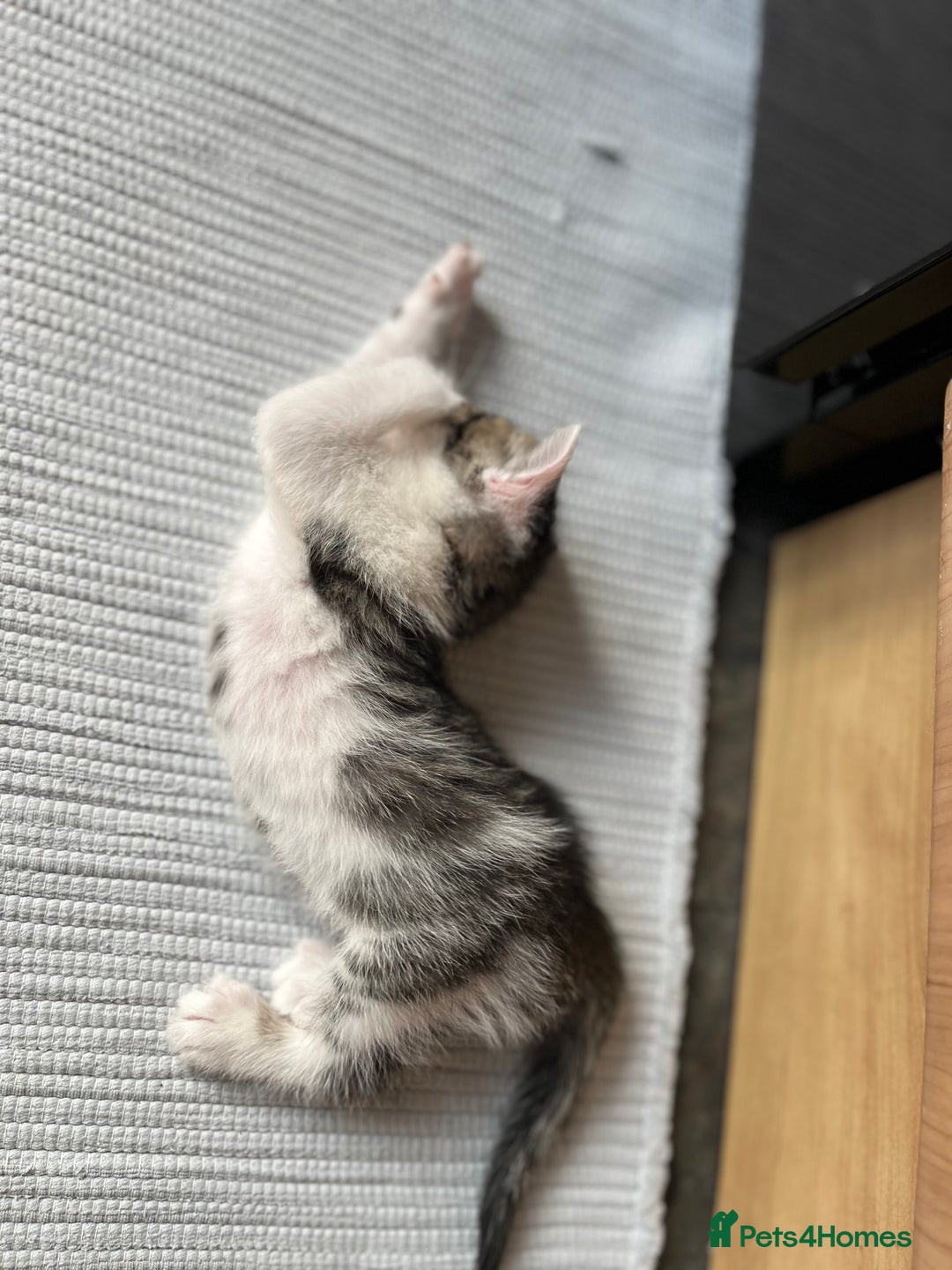 British Shorthair cats for sale: Shorthairs Uk Cat  - Image 13
