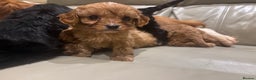 Cavapoo dogs for sale: Beautiful cavapoos  - Advert 7