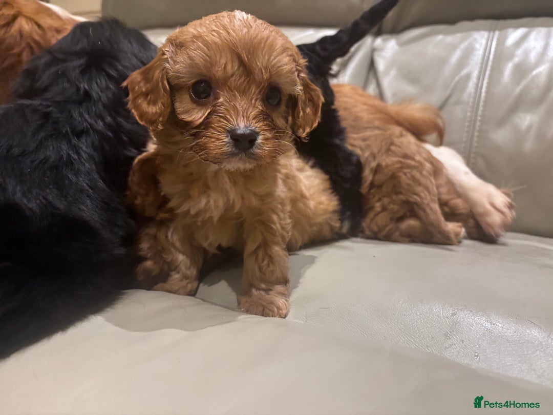 Cavapoo dogs for sale: Beautiful cavapoos  - Advert 7