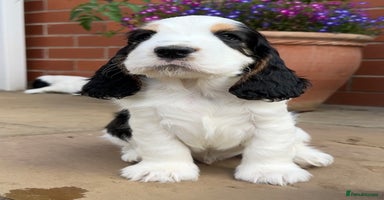 Cocker Spaniel dogs - Advert 6