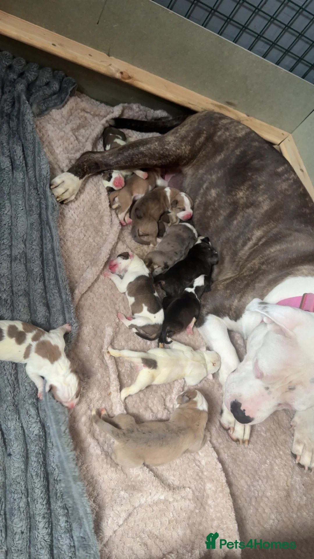 Mixed Breed dogs for sale: Mixed breed in Sheffield - Advert 2
