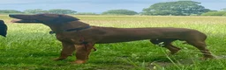Rhodesian Ridgeback dogs for sale: KC RHODESIAN RIDGEBACK PUPPIES FOR SALE  in Carlisle - Advert 16