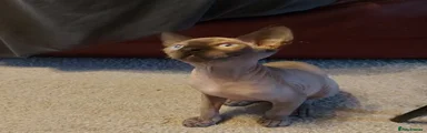 Sphynx 2