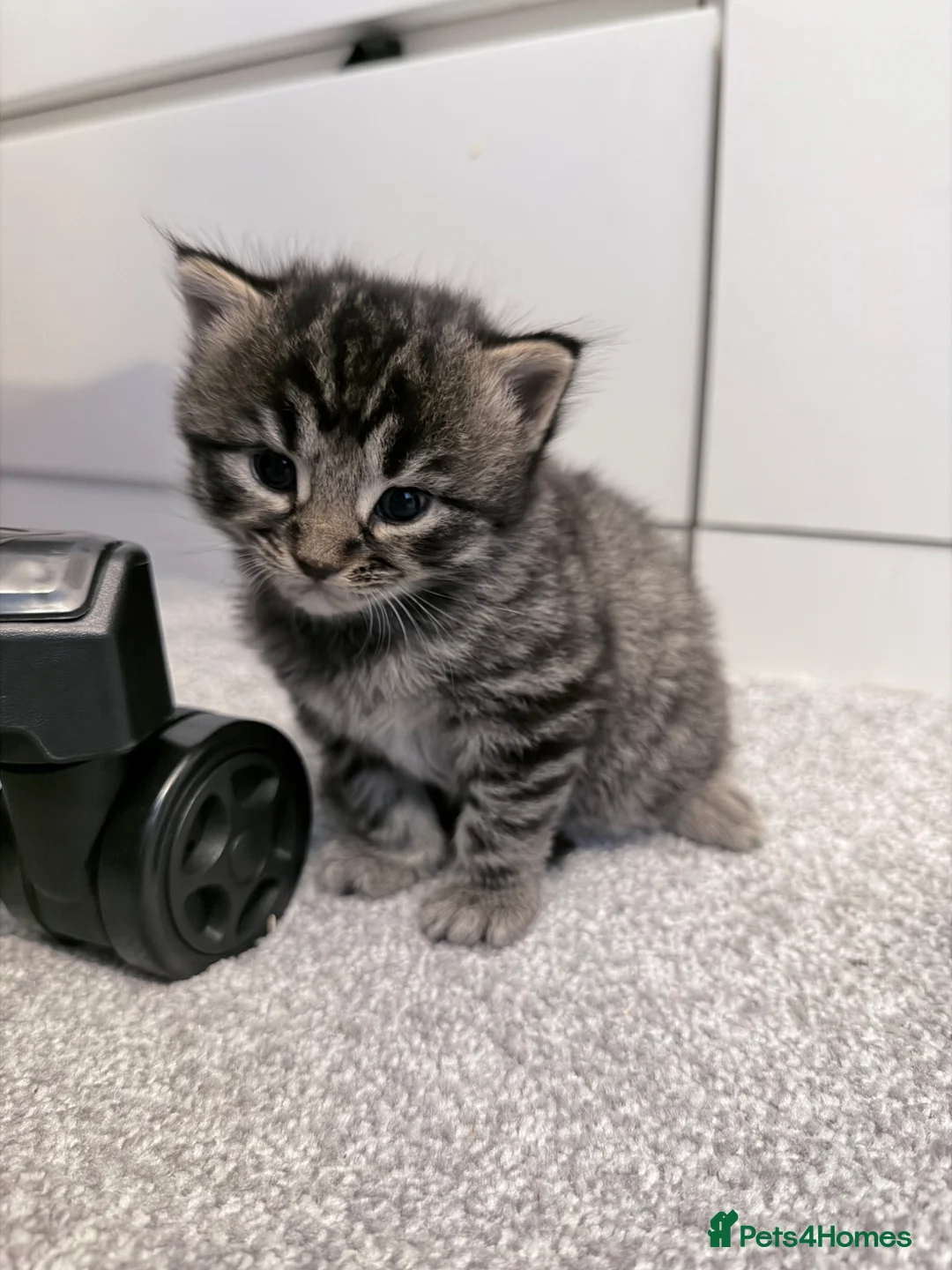 Maine Coon cats for sale: Absolutely stunning mainecoon kittens 🥰🤍 - Advert 19