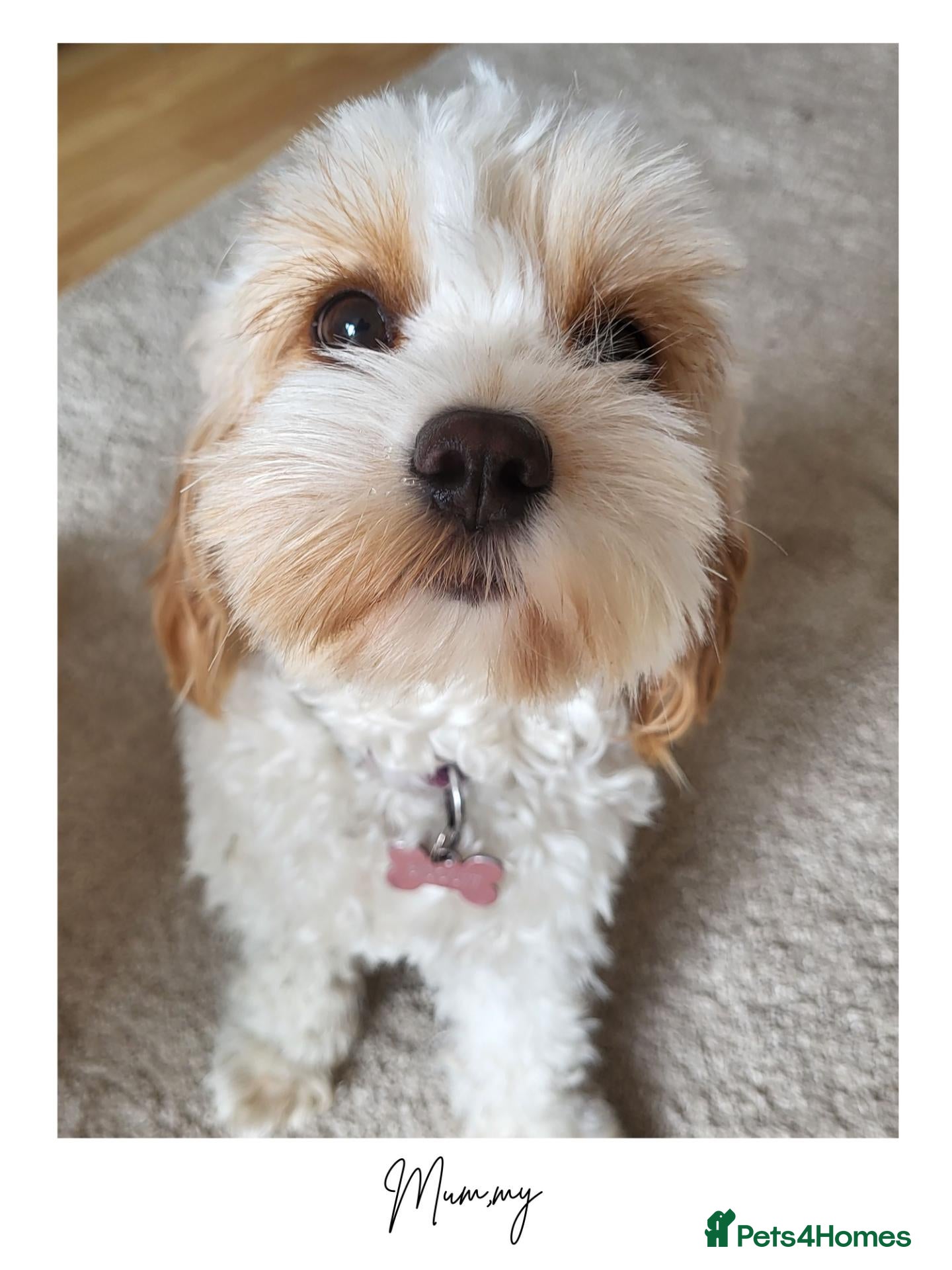 Mixed Breed dogs for sale: Beautiful Home-Reared Cavapoochon Puppies - Advert 1