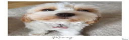 Mixed Breed dogs for sale: Beautiful Home-Reared Cavapoochon Puppies in Swansea - Advert 1