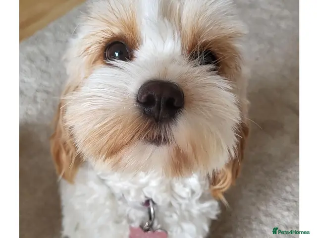 Mixed Breed dogs for sale: Cavapoochon - Beautiful Home-Reared puppies - Advert 22