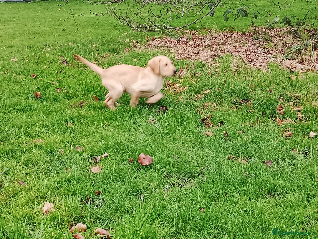 Labrador Retriever dogs for sale: Labrador puppies for sale  - Advert 2