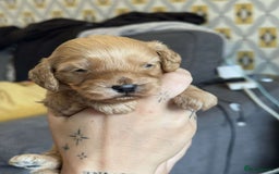 Cockapoo dogs for sale: 2 weeks old cockapoos  - Image 5
