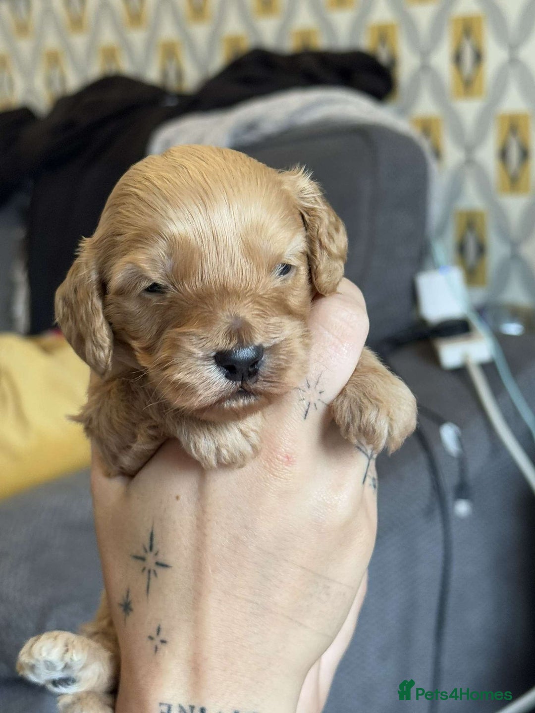 Cockapoo dogs for sale: 2 weeks old cockapoos  - Image 5