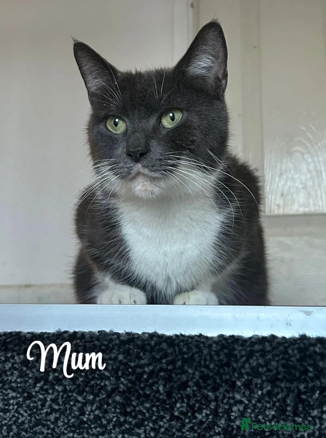 Mixed Breed cats for sale: Lovely litter of 6 kittens 👀🏡 - Advert 22