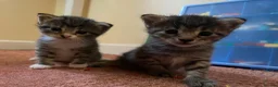 Mixed Breed cats for sale: X2 female tabby kittens in Basingstoke - Advert 10