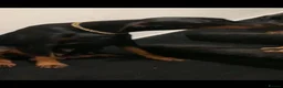 Dobermann dogs for sale: Royal KC Doberman puppies  - Advert 34