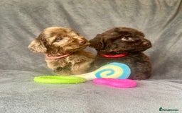 Cockapoo dogs for sale: F1 PRA CLEAR Cockapoo puppies  - Image 4