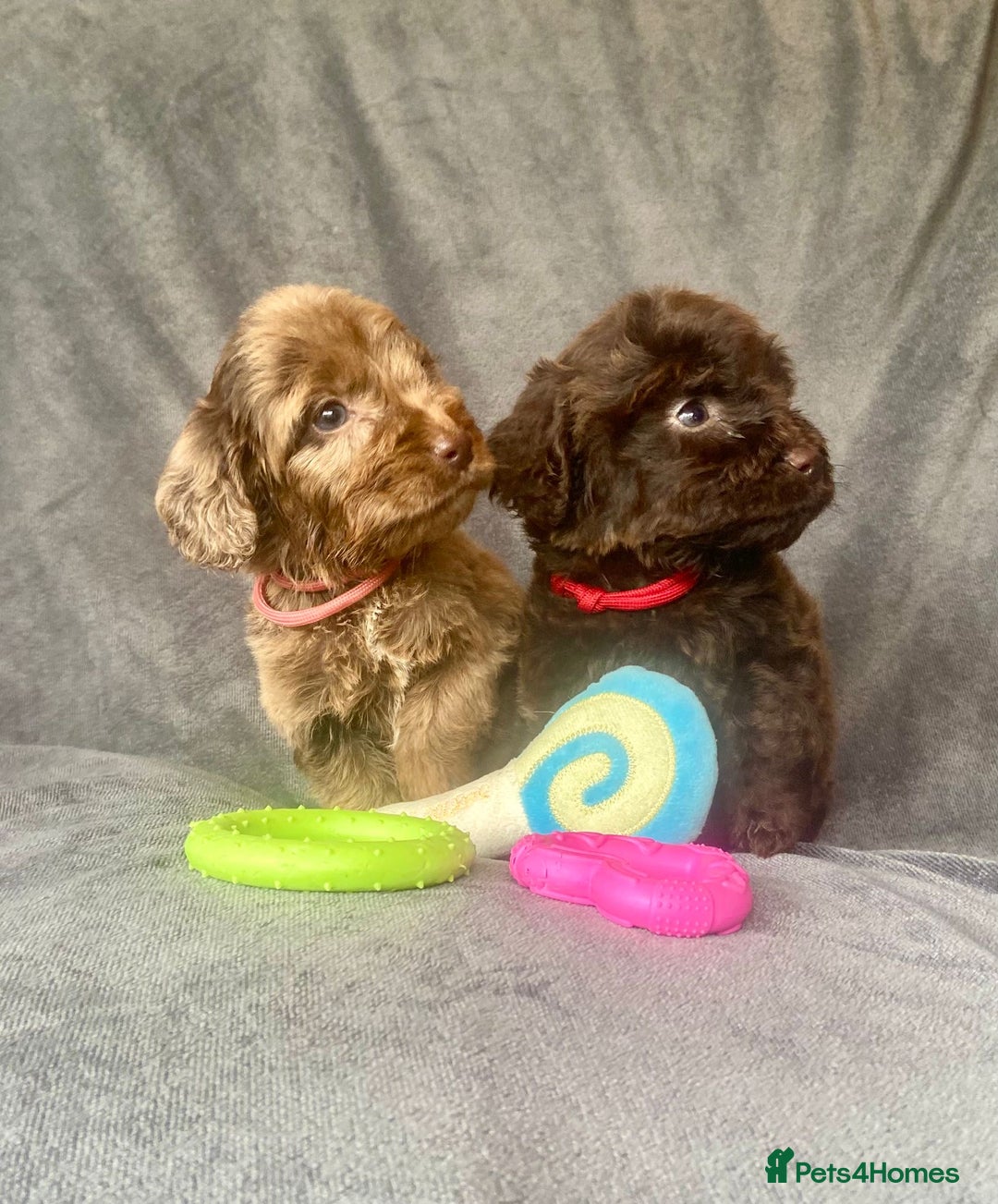 Cockapoo dogs for sale: F1 PRA CLEAR Cockapoo puppies  - Image 4
