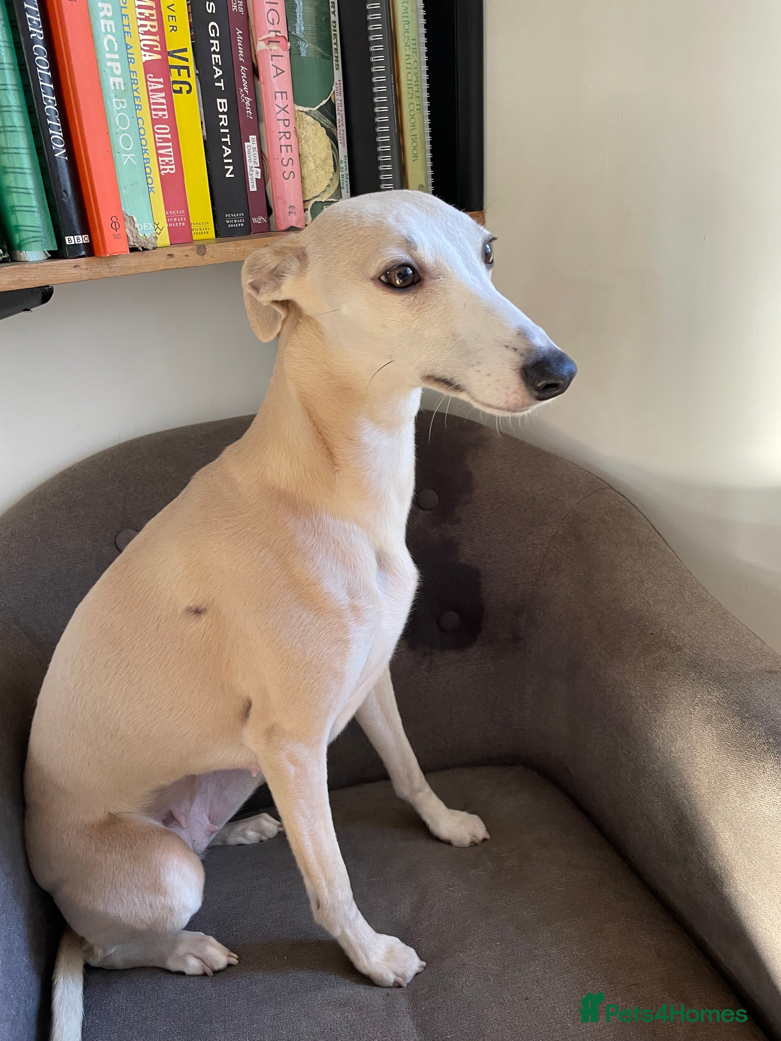 Whippet dogs Nancy - Advert 17