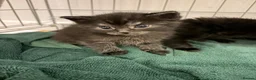 Mixed Breed cats for sale: Beautiful kittens  in Luton - Advert 4