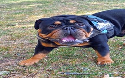 English Bulldog dogs for stud: English bulldog black and tan for stud - Image 7