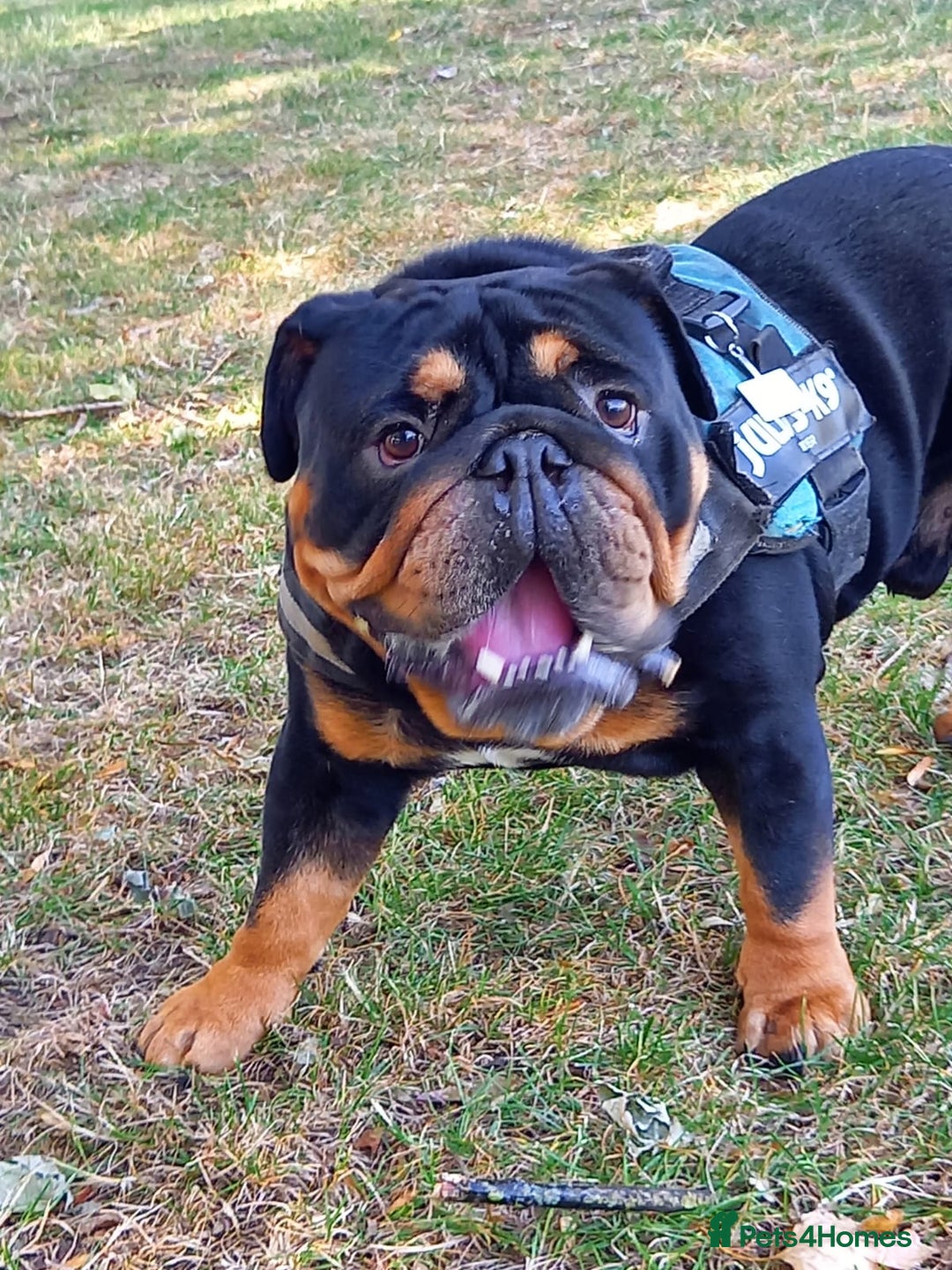 English Bulldog dogs for stud: English bulldog black and tan for stud - Image 7