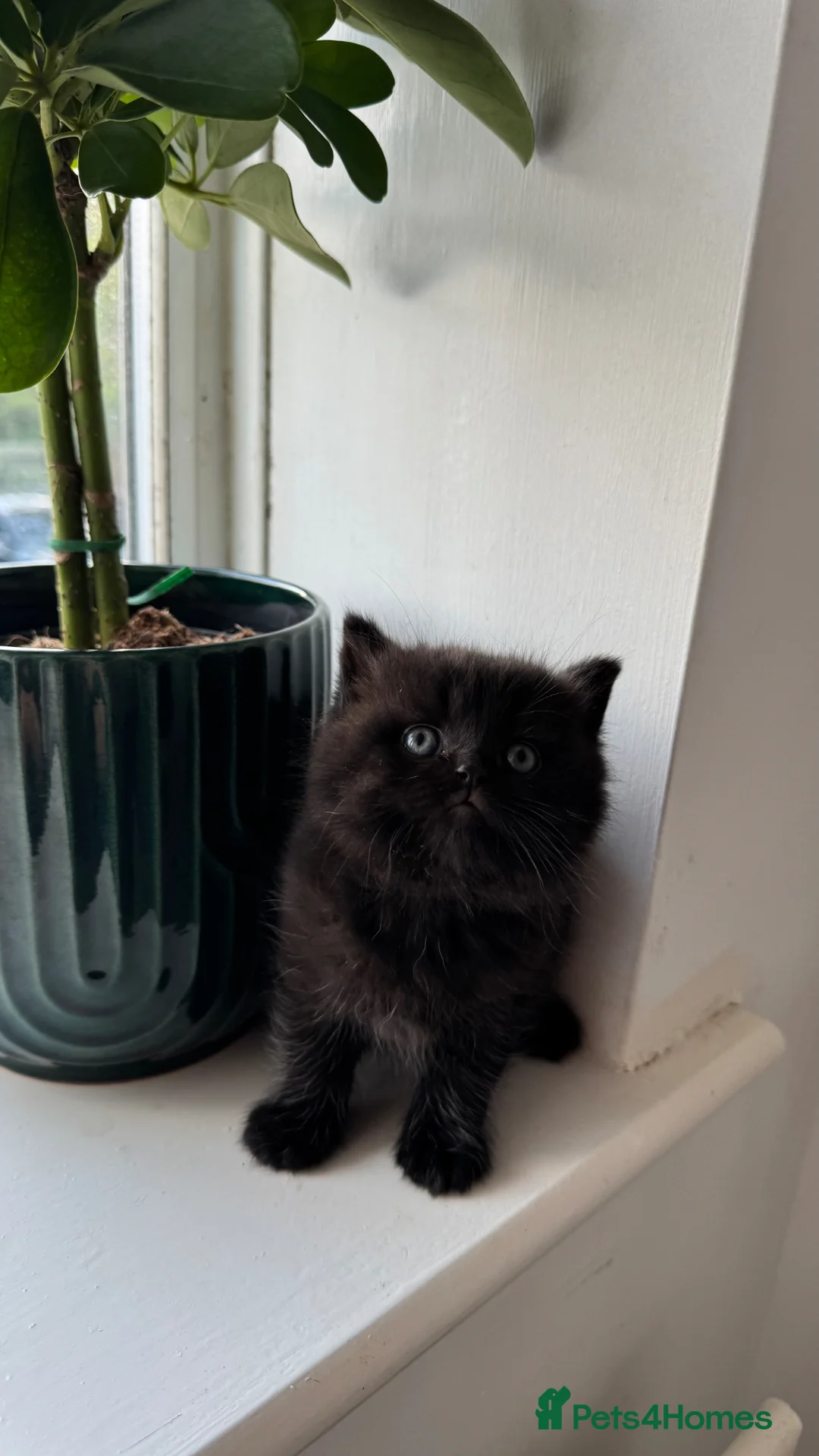 British Shorthair cats for sale: British short hair kitten - Advert 2
