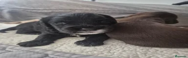 Cockapoo 1