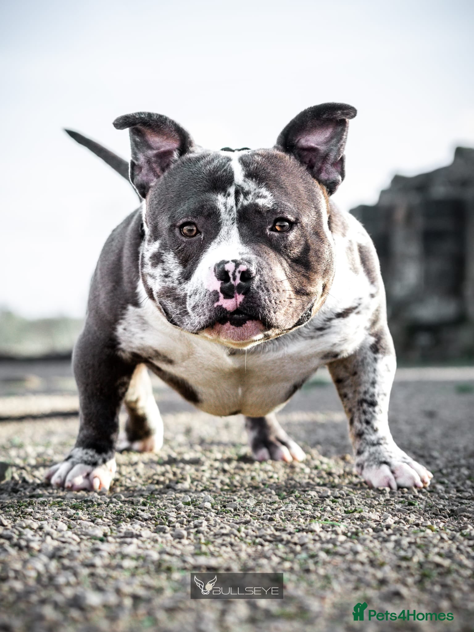 American Bully dogs ABKC POCKET BULLY STUD - Advert 1