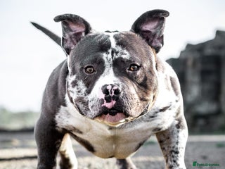 American Bully dogs ABKC POCKET BULLY STUD - Advert 1