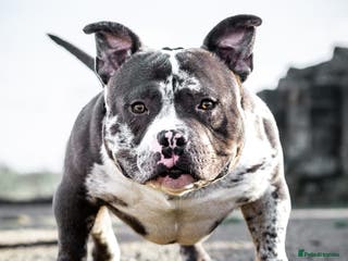 American Bully dogs ABKC POCKET BULLY STUD - Advert 2